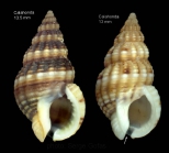 Nassarius incrassatus (Str, 1768)Shells from Calahonda, Malaga, southern Spain  (actual size 13.5 and 13.0 mm)