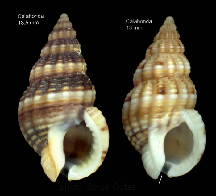 Nassarius incrassatus (Strm, 1768)Shells from Calahonda, Malaga, southern Spain  (actual size 13.5 and 13.0 mm)