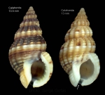 Nassarius incrassatus (Strøm, 1768)Shells from Calahonda, Malaga, southern Spain  (actual size 13.5 and 13.0 mm)