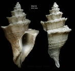 Babelomurex sentix (Bayer, 1971)Specimen from Irving seamount, 31°52.3'N, 28°03.6'W, 480 m, 'Seamount 2' DW218 (actual size 29 mm)
