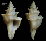 Babelomurex sentix (Bayer, 1971)Specimen from Irving seamount, 32°03.9'N, 27°53.9'W, 790 m, 'Seamount 2' DW208 (actual size 29 mm)