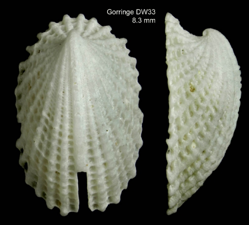 Emarginula octaviana Coen, 1939 Shell from Gorringe seamount, 36°31'N, 11°34'W, 55-70 m, 'Seamount 1' DW33 (actual size 8.3 mm)