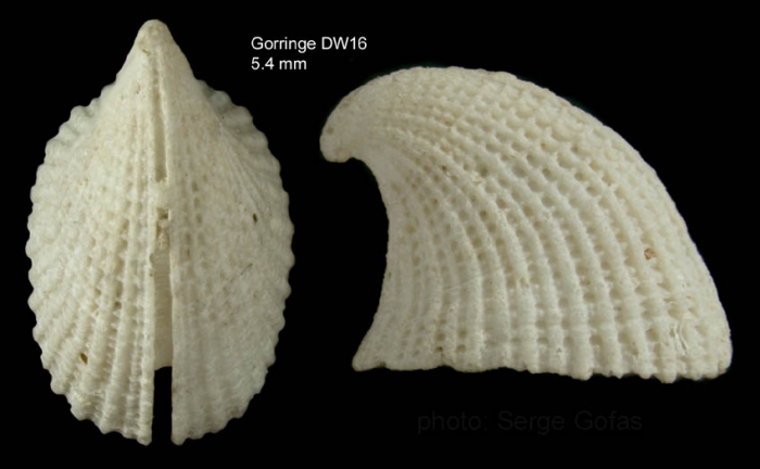 Emarginula rosea Bell, 1824Shell from Gorringe seamount, 36°31'N, 11°32'W, 255-265 m, 'Seamount 1' DW16 (actual size 5.4 mm)	