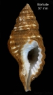 Monoplex corrugatus (Lamarck, 1816) Shell from off Barbate, southern Spain, 20-25 m (actual size 97 mm)