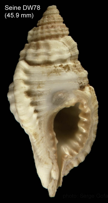 Cymatium corrugatum (Lamarck, 1816) Shell from Seine seamount, 3349'N, 1423'W,  235 m, Seamount 1 sta. DW78 (actual size 45.9 mm)