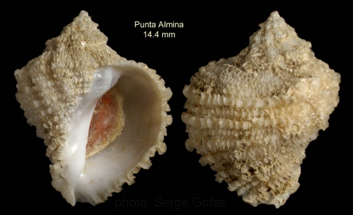 Coralliophila brevis(de Blainville, 1832)Specimen from off Punta Almina, Ceuta, Strait of Gibraltar, 32-40 m (actual size 14.4 mm)