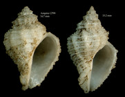Coralliophila brevis(de Blainville, 1832)Shells from Ampe seamount, CP99, 3504'N - 1255'W, 225-280 m, 'Seamount 1' CP99 (actual size 14.47 and 15.2  mm)