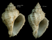Coralliophila brevis(de Blainville, 1832)Shells from Ampre seamount, CP99, 3504'N - 1255'W, 225-280 m, 'Seamount 1' CP99 (actual size 14.47 and 15.2  mm)