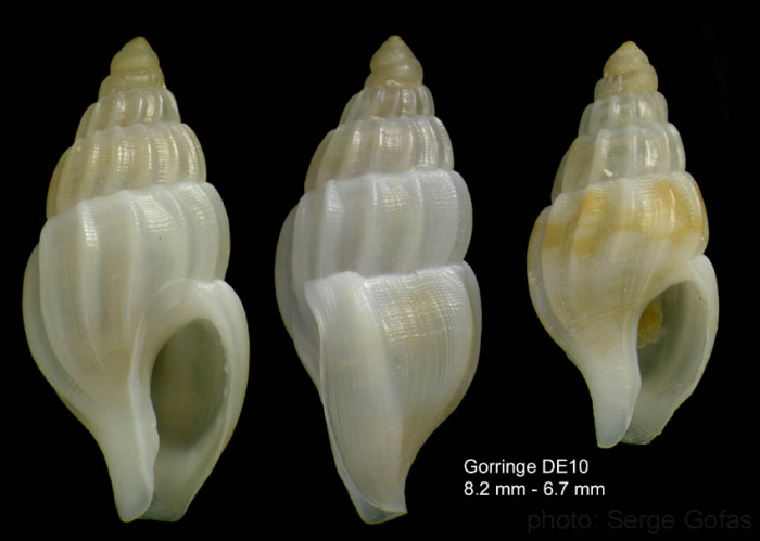 Amphissa acutecostata (Philippi, 1844)Specimens from Gorringe seamount, 3627'N, 1135'W, 500-545 m, 'Seamount 1' DE10(actual size 8.2 and 6.7 mm)