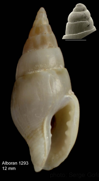 Mitrella pallaryi  (Dautzenberg, 1927)Specimen from off Alboran island (height 12.0 mm), and protoconch of a specimen from off Stihat, northern Morocco (scale bar 0.5 mm)