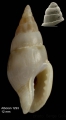 Mollusca (molluscs)