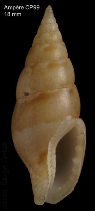 Mitrella pallaryi (Dautzenberg, 1927)Specimen from Ampère seamount, 35°04'N - 12°55'W, 225-280 m, 'Seamount 1' CP99 (actual size 18 mm) Mitrella pallaryi (Dautzenberg, 1927)Specimen from Ampère seamount, 35°04'N - 12°55'W, 225-280 m, 'Seamount 1' CP99 (actual size 18 mm)