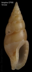 Mitrella pallaryi  (Dautzenberg, 1927)Specimen from Ampre seamount, 3504'N - 1255'W, 225-280 m, 'Seamount 1' CP99 (actual size 18 mm)