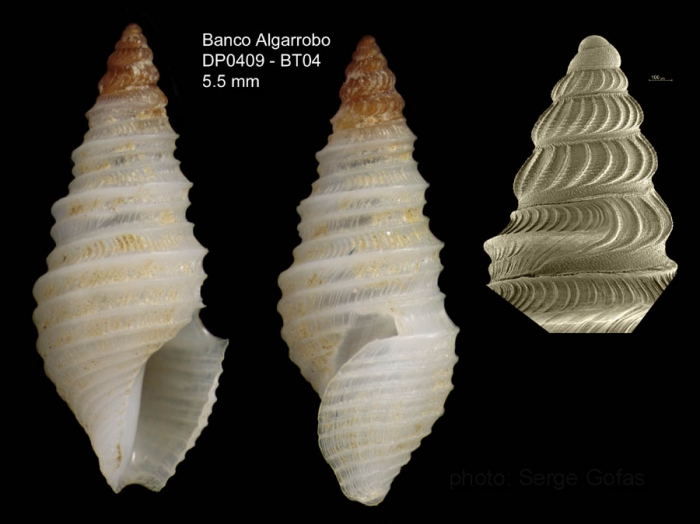Drilliola loprestiana (Calcara, 1841)Specimen from Djibouti banks, Alboran Sea (actual size 5.5 mm) and detail of protoconch under SEM Drilliola loprestiana (Calcara, 1841)Specimen from Djibouti banks, Alboran Sea (actual size 5.5 mm) and detail of protoconch under SEM