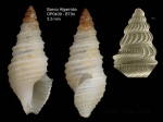 Drilliola loprestiana (Calcara, 1841)Specimen from Djibouti banks, Alboran Sea (actual size 5.5 mm) and detail of protoconch under SEM