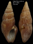Crassopleura maravignae (Bivona, 1838)Specimen from off Cabo Pino, Málaga province, southern Spain (actual size 10,6 mm)