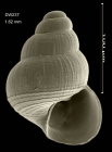 Pseudosetia azoricaBouchet & War, 1993Specimen from Cruiser seamount, 3215.9'N, 2731.8'W, 670 m, 'Seamount 2' DW 237 (size 1.6 mm). 