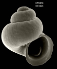 Amphirissoa cyclostomoides Dautzenberg & Fischer, 1897Shell from Atlantis seamount, 3405.1'N, 3013.6'W, 280 m, 'Seamount 2' DW274 (actual size 0.8 mm)