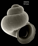 Amphirissoa cyclostomoides Dautzenberg & Fischer, 1897Shell from Atlantis seamount, 34°05.1'N, 30°13.6'W, 280 m, 'Seamount 2' DW274 (actual size 0.8 mm)