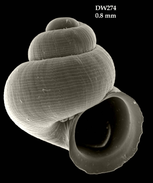 Amphirissoa cyclostomoides Dautzenberg & Fischer, 1897Shell from Atlantis seamount, 34�05.1'N, 30�13.6'W, 280 m, 'Seamount 2' DW274 (actual size 0.8 mm)