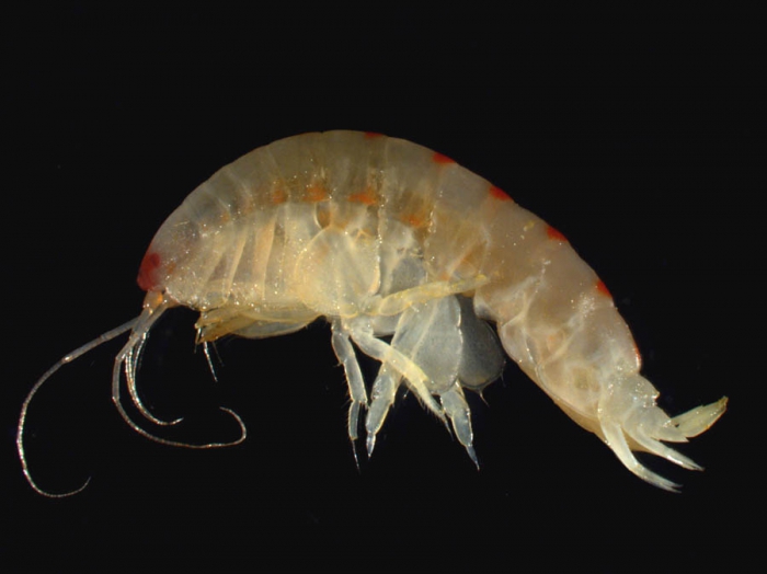 Ampelisca macrocephala Ampelisca macrocephala
