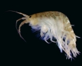 Crustacea (crustaceans)