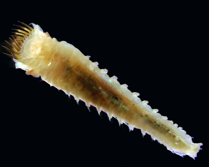 Pectinaria granulata Pectinaria granulata