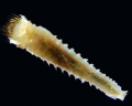 Polychaeta (bristle worms)