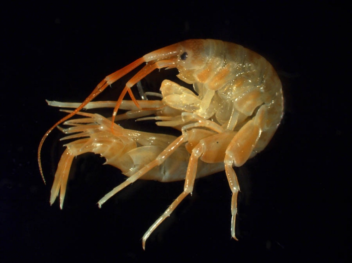 Melita dentata Melita dentata