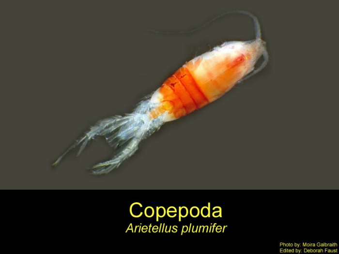 Arietellus plumifer Arietellus plumifer