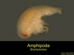 Amphipoda