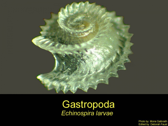 Echinospira Echinospira