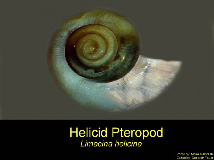 limacina helicina