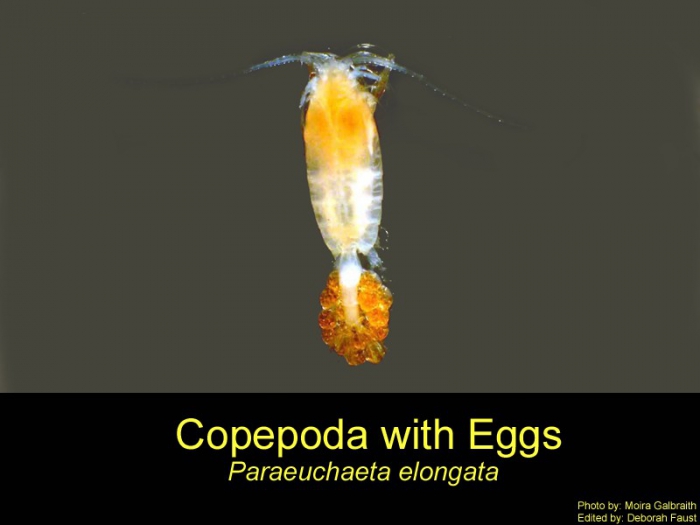 Paraeuchaeta elongata Paraeuchaeta elongata