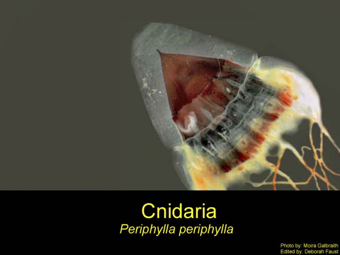 Periphylla Periphylla