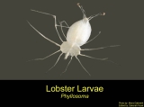 Phyllosoma (larval stage), author: Fisheries and Oceans Canada