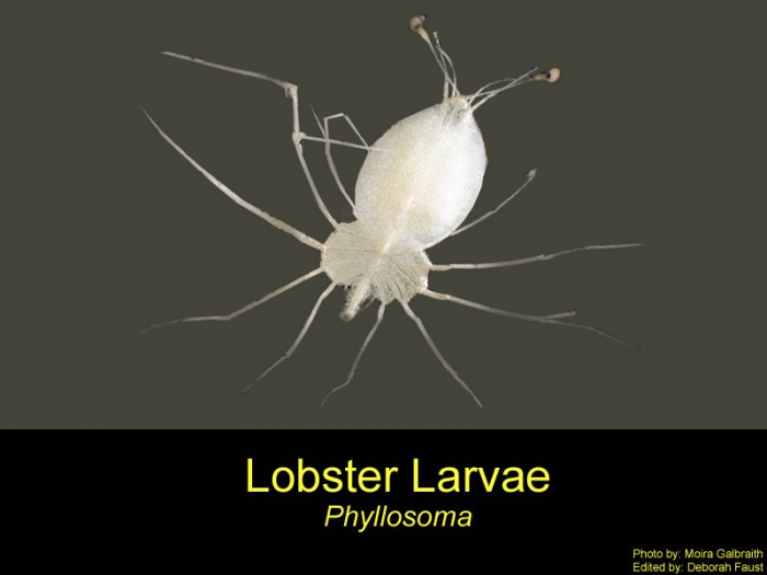 Phyllosoma (larval stage) Phyllosoma (larval stage)