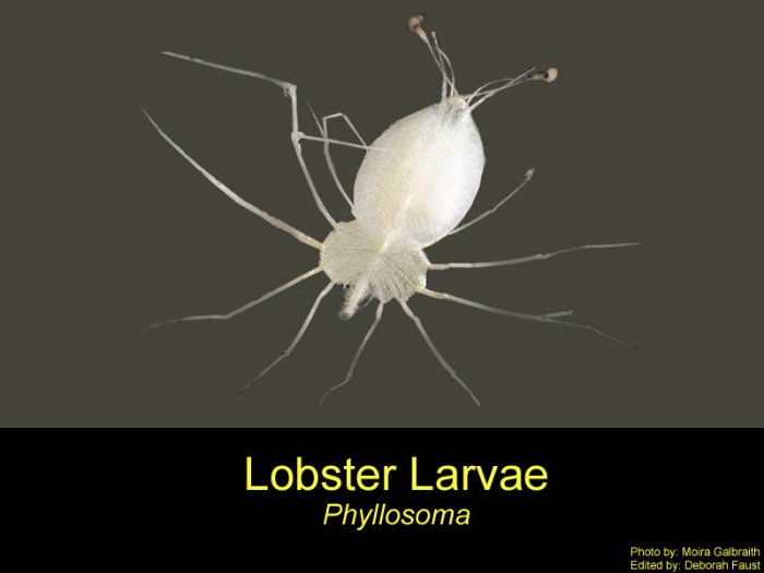 Phyllosoma (larval stage)