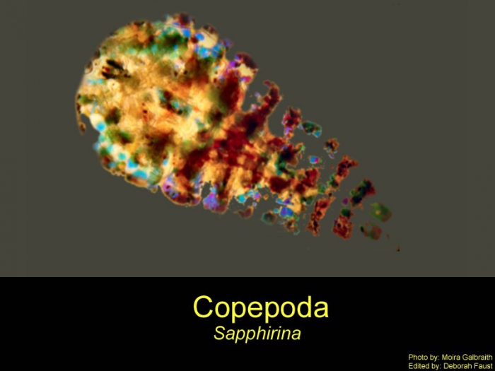 Sapphirina Sapphirina