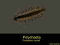 Polychaeta (bristle worms)