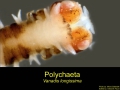 Polychaeta (bristle worms)