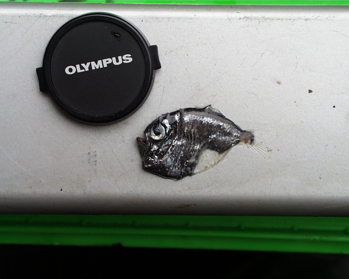 hatchetfish silver hatchetfish silver