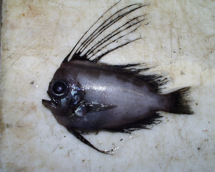 Manefish Manefish