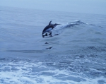 Whiteside dolphin