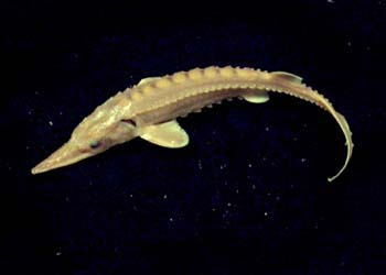 Acipenser oxyrynchus Acipenser oxyrynchus