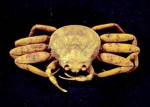 Chionoecetes opilio female