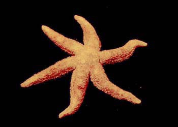 Leptasterias polaris Leptasterias polaris