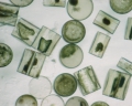 Chromista - Bacillariophyceae (diatoms)