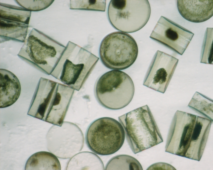 Coscinodiscus, High magnification, 11,25x Coscinodiscus, High magnification, 11,25x