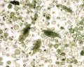 Chromista - Bacillariophyceae (diatoms)